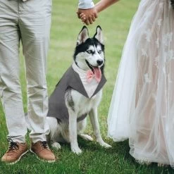 Kuoser Dog Tuxedo Dog Suit And Bandana Set, Dogs Tuxedo Wedding Party Suit, Dog Prince Wedding Bow Tie Shirt Formal Dog Wedding Attire, Gray - Small -Target GUEST 0c73f93c 4606 4bbd 98aa 9a5175e56f2c