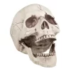 Boland Skull With Movable Jaw Halloween Decoration -Target GUEST 10a896a9 edd7 4c53 8eea cfc539ab3200