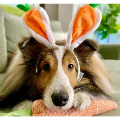 Midlee Carrot Bunny Ears Easter Dog Headband Costume 4 Midlee Carrot Bunny Ears Easter Dog Headband Costume - Image 2