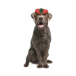 Midlee Dog Pumpkin Headband Halloween Costume -Target GUEST 46a3a08f 16a9 47d7 9b0c b7db701d1409