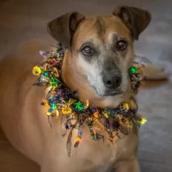 Midlee Pumpkin & Spider Web Halloween Decorative Dog Collar -Target GUEST 60af4b87 b1bb 415e 9a44 946af5a2a262