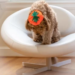 Midlee Dog Pumpkin Headband Halloween Costume -Target GUEST 74111ae5 e883 4be8 8020 232ec17f1eec