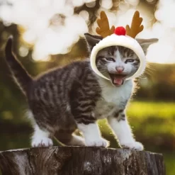 Unique Bargains Christmas Holiday Dog Hat Pompoms Headwear Costume -Target GUEST 8e40f15d 8725 45f5 a2f7 ecc16cdd6a98