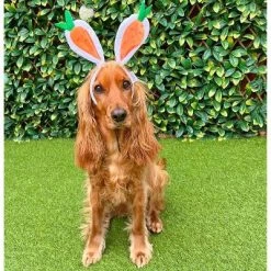 Midlee Carrot Bunny Ears Easter Dog Headband Costume 14 Midlee Carrot Bunny Ears Easter Dog Headband Costume -Target GUEST a77a1936 cf3c 4a09 9027 e6c463201b2b