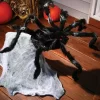 Fun World Giant 36 Inch Sound Or Motion Activated Jumping Spider -Target GUEST a8377bcb d8c7 45a0 aceb 2de4da81a1cf