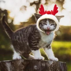 Unique Bargains Holiday Christmas Dog Hat Pompoms Headwear Costume Red -Target GUEST afd10328 f401 4bcb 8679 bacad7e1d745