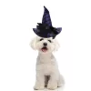 Unique Bargains Halloween Pet Holiday Headdress 5.12"x5.91" Purple -Target GUEST c00d4cee b242 4aba aa40 a7bcd642555d