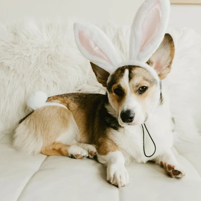 Midlee White Bunny Ears For Dogs With Tail 6 Midlee White Bunny Ears For Dogs With Tail - Image 4