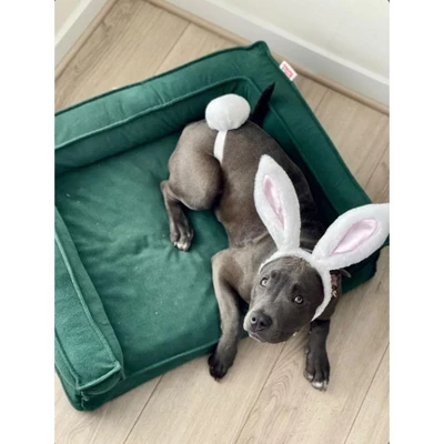 Midlee White Bunny Ears For Dogs With Tail 8 Midlee White Bunny Ears For Dogs With Tail - Image 6