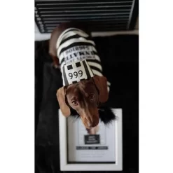 Parisian Pet 'Furry Inmate' Black And White Stripes Halloween Costume - Funny Prison Design For Cats & Dogs -Target GUEST f22a2171 96b3 440c b4ef 8695cdf55a6a